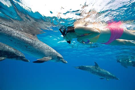 Swimming With Wild Dolphins is Epic .